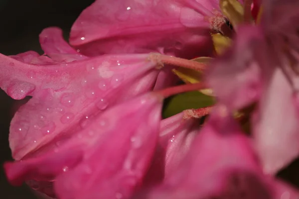 Krople Deszczu Kwiatach Ogrodzie — Photo