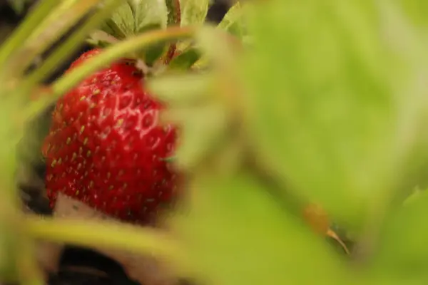 Owoc Czerwonej Truskawki Ogrodzie — стоковое фото