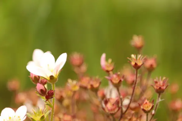 Malutki Kwiatek Kle Net Parku — Foto de Stock