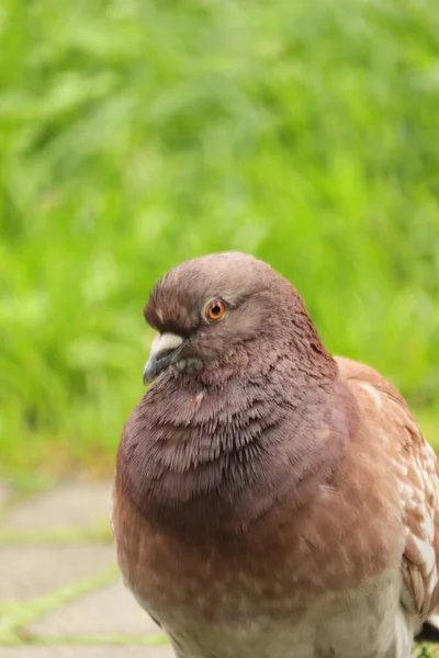 Aptal Dziki Ptak Zielonym Tle Parku — Stok fotoğraf