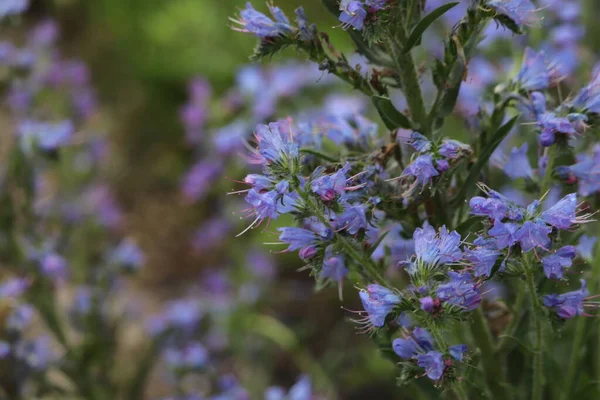 Zjawiskowe Niebieskie Kwiaty Parku Trawniku — Foto de Stock