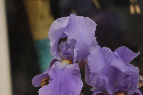 Okaz Fioletowego Kwiatu Ogrodzie —  Fotos de Stock