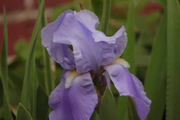Fioletowy Kwiat Tle Zieleni Ogrodu —  Fotos de Stock