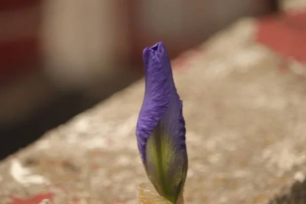 Fioletowy Kwiat Kwitnie Przy Betonowym Murze Ogrodzie — Fotografia de Stock