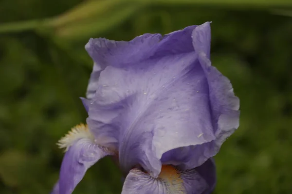 Niebieski Kwiat Zjawiskowy Kolor知っているOgrodzie — ストック写真