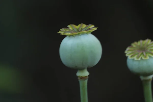 Niebieskie Maki Ciemnym Tle Ogrodzie — Fotografia de Stock