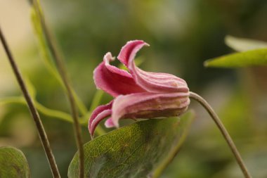 Sammy Kwiat na polanie w Lesie  