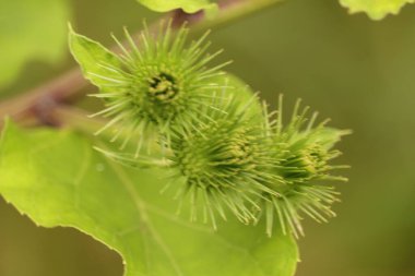 Bardzo Spokojny obraz zielonych Roslin Kolyzastych