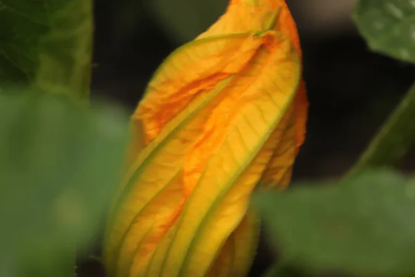 Malutki Jaskrawy Kwiat Kabaczka Ogrodzie — Fotografia de Stock