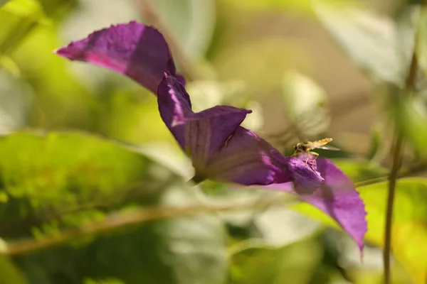 Fioletowy Kwiat Drobnym Owadem Zielonym Tle — Foto de Stock