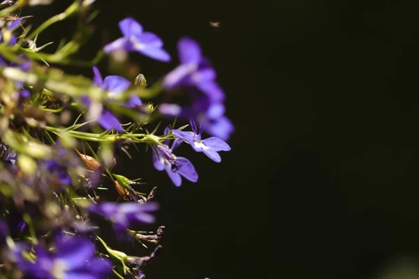 Zjawiskowy Fiolet Kwiatowy Polanie Pod Lasem — Foto de Stock