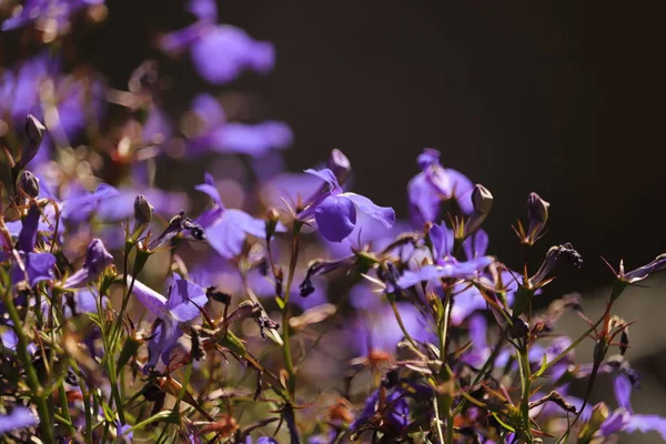 Zjawiskowe Fioletowe Kwiaty Polanie Pod Lasem —  Fotos de Stock