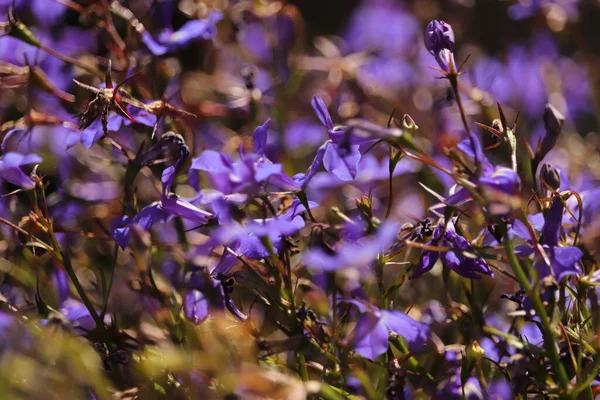 Zjawiskowe Kolory Kwiatowe Polanie Lesie — Foto de Stock