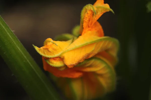 Zjawiskowe Kwiaty Kabaczka Ogrodzie — Fotografia de Stock