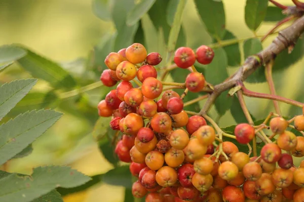 Owoce Czerwonej Jhebiny Drzehelw Lesie — стоковое фото