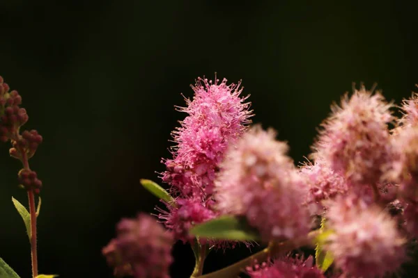Zjawiskowe Kolory Kwiatowe Polanie Lesie —  Fotos de Stock