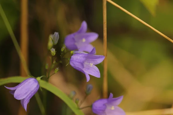Фіолетові Дзьвонкі Шарім — стокове фото