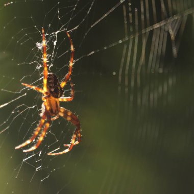 Ogromny Spider w oczekiwaniu na ofiary
