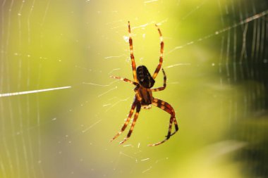 wielki  pajak   zastawia  sieci   na  owady   w  ogrodzie