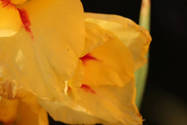 Czerwone Plamki Jasnych Kwiatach Ogrozie — ストック写真