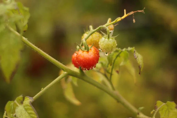 Ostatni Czerwony Pomidor Pozostawiony Ogrodzie Kroplach Deszczu — Stock Photo, Image