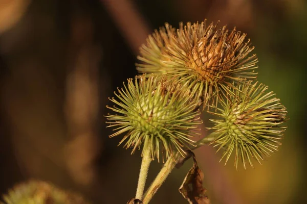 Kolczasty Chwast Oset Opuszczonym Ogrodzie Dzika Natura — Stockfoto