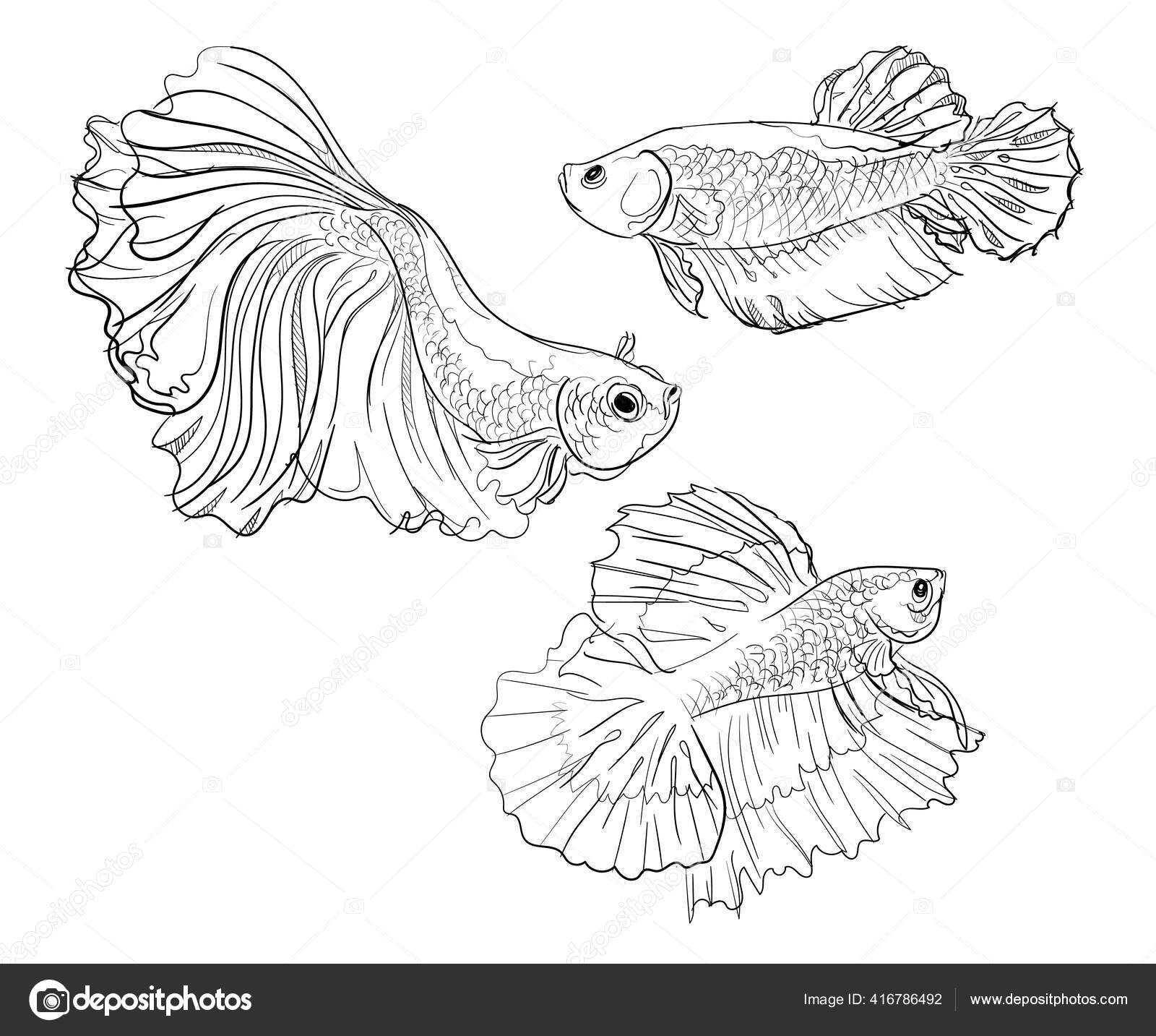Betta Siamese fighting fish set collection beauty exotic fin tail hand  drawn sketches white isolated background Stock Vector Image by ©sketch-hand- drawing #416786492