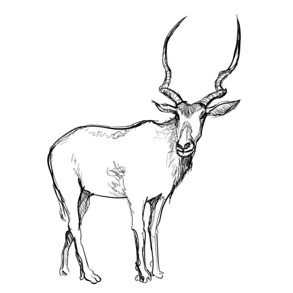 Addax nasomaculatus antilope vue de côté esquisses dessinées à la main fond isolé blanc — Image vectorielle