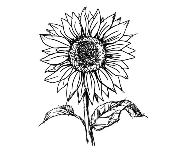 ดวงอาทิตย์ดอกไม้ธรรมชาติพืชดอกไม้มือวาดภาพสเก็ตช์พื้นหลังแยกสีขาว — ภาพเวกเตอร์สต็อก