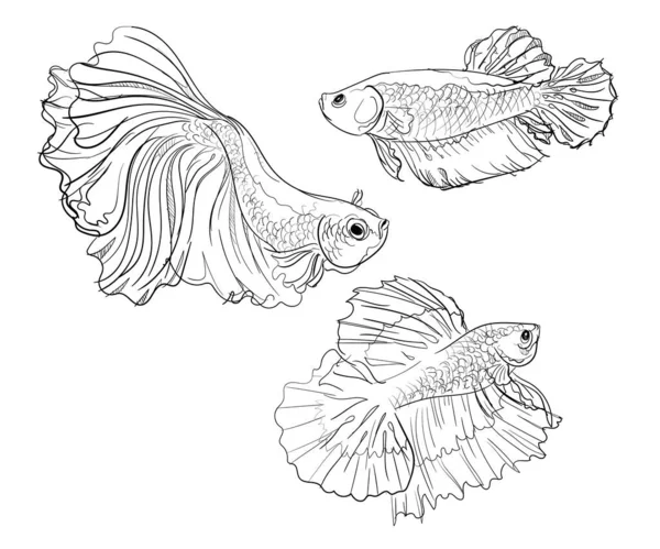 Betta Fish Up See Coloring Page for Kids - Free Betta fishes Printable  Coloring Pages Online for Kids - ColoringPages101.com | Coloring Pages for  Kids