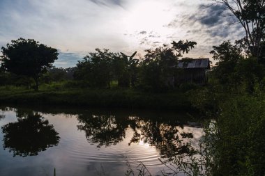 Tropikal manzara, Amazon, nehir kenarı, tilapia havuzları, yemyeşil, ağaçlar.