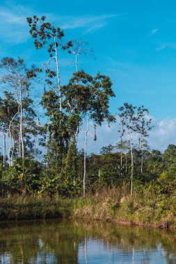 Tropikal manzara, Amazon, nehir kenarı, tilapia havuzları, yemyeşil, ağaçlar.