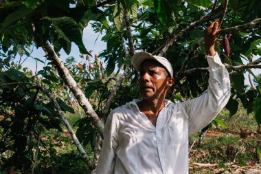 Kakao tarlasında çiftçi. Ekvador kakaosu hasat ediyor.