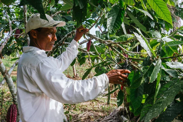 Kakao Tarlasında Çiftçi Ekvador Kakaosu Hasat Ediyor Telifsiz Stok Fotoğraflar