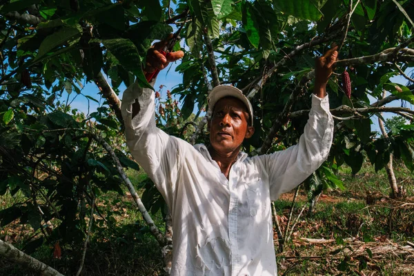 Kakao Tarlasında Çiftçi Ekvador Kakaosu Hasat Ediyor Stok Resim