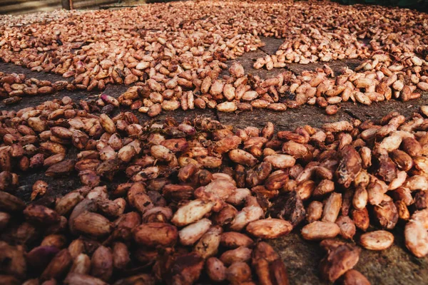 Kakao Çekirdekleri Güneş Ekvatorla Doğal Kurutma Sürecinde Telifsiz Stok Imajlar