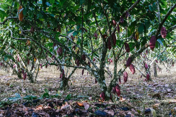 Kakaová Plantáž Kakaový Lusk Kakaová Rostlina Amazonii Tropické Klima Čokoláda — Stock fotografie