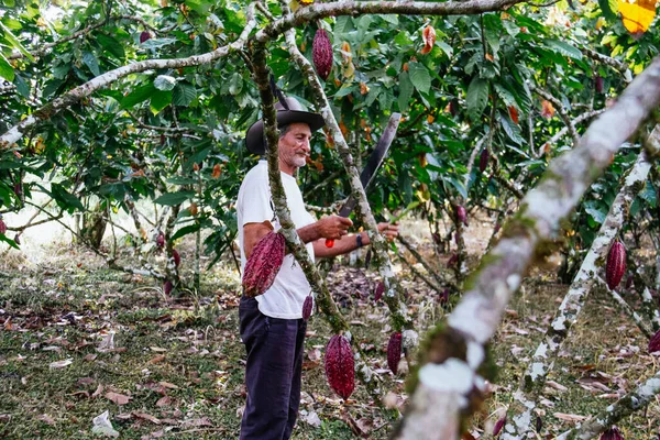 Kakao Tarlasında Çiftçi Yaşlı Adam Ekvador Kakaosuyla Ilgileniyor Hasat Ediyor - Stok İmaj