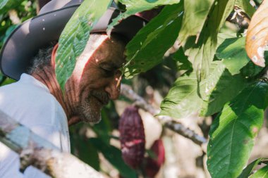 Kakao tarlasında çiftçi yaşlı adam, Ekvador kakaosuyla ilgileniyor ve hasat ediyor.