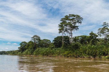 Tropikal manzara, Amazon, nehir kenarı, tilapia havuzları, yemyeşil, ağaçlar.