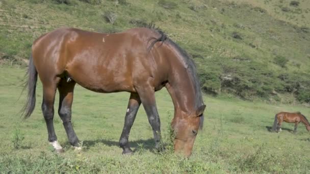 Hästar Som Äter Frihet Bondgård Betesmark — Stockvideo