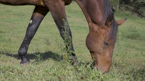 Caballos Comiendo Libertad Granja Campo Pastos — Vídeos de Stock