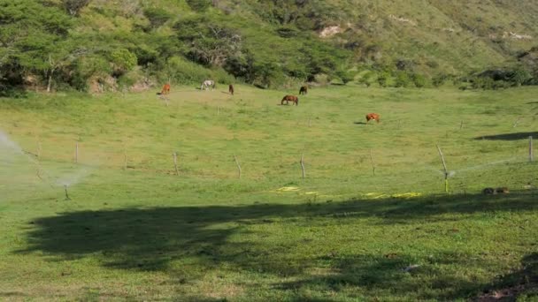 Atlar Çiftlikte Çayırlarda Özgürce Yemek Yiyor — Stok video