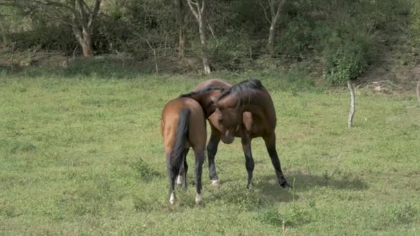 Caballos Marrones Juntos Campo Pastos — Vídeos de Stock