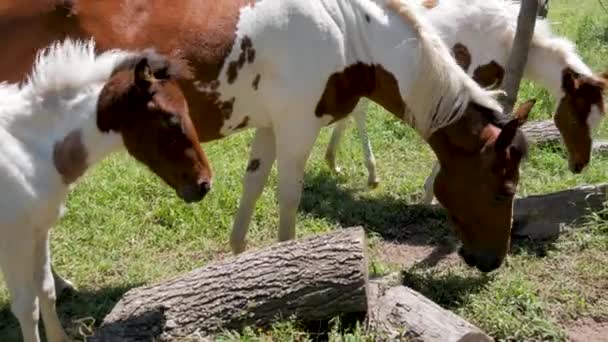 Pinto Hoduje Konia Łydką Źrebakiem — Wideo stockowe