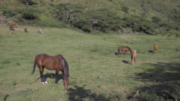 chevaux mangeant en liberté à la ferme, pâturages