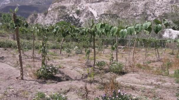 Σπείρει Granadilla Καλλιέργεια Υπαίθρια Αγρόκτημα — Αρχείο Βίντεο