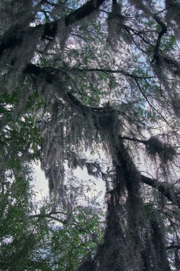 Beyaz yosunlarla kaplı ağaçlar ormanı, güneşli bir gün.