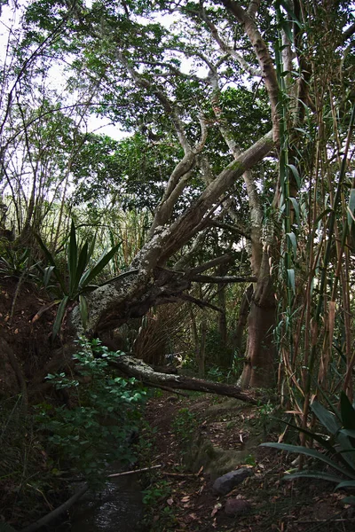 Caminhos Vegetação Densa Paisagens Selva Com Água Dia Ensolarado — Fotografia de Stock