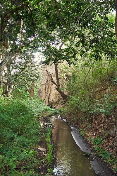 Jalan Vegetasi Lebat Pemandangan Hutan Dengan Air Hari Yang Cerah — Stok Foto